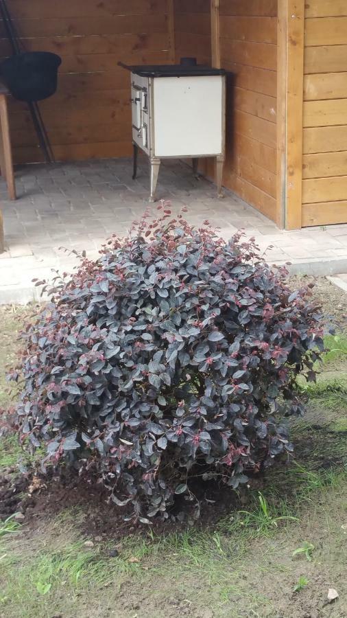 Elo Tisza Vendeghaz Hotel Nagykoru Bagian luar foto